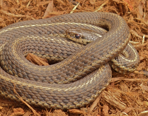 Photo of Thamnophis ordinoides by Rosemary Taylor
